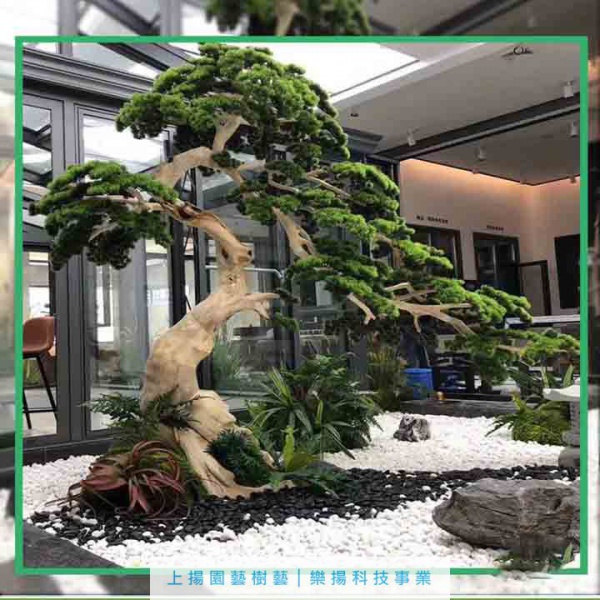 室內高仿龍柏│真柏│香柏